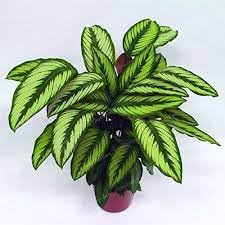 Futaba Calathea Foliage Plant Seeds for Planting - Heirloom & Non-GMO Seeds - Calathea for planting in home garden